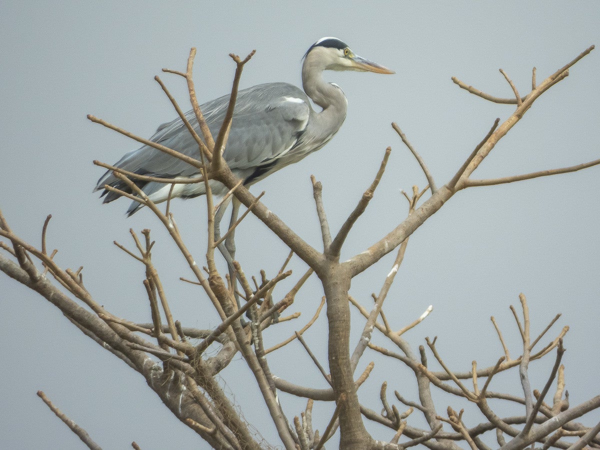 Greyheron_3798.jpg
