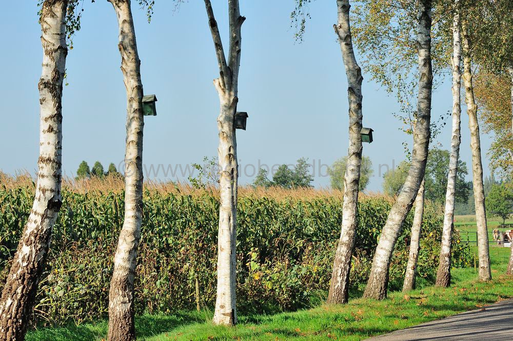 Groot_en_Klein_Kolfschoten_006-1.jpg