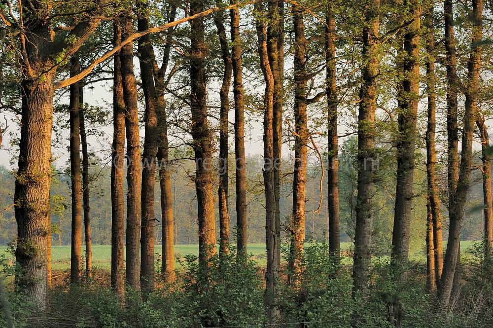Groot_en_Klein_Kolfschoten_016.jpg