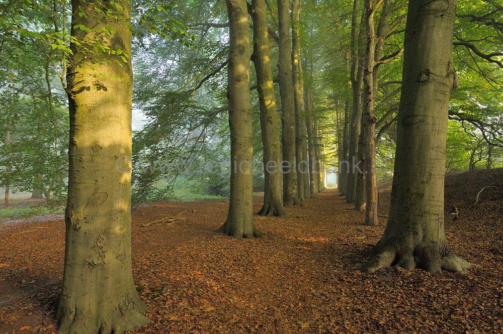 Groot_en_Klein_Lambalgen_016.jpg