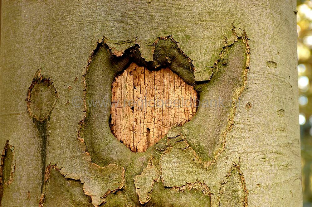 Groot_en_Klein_Lambalgen_024.jpg