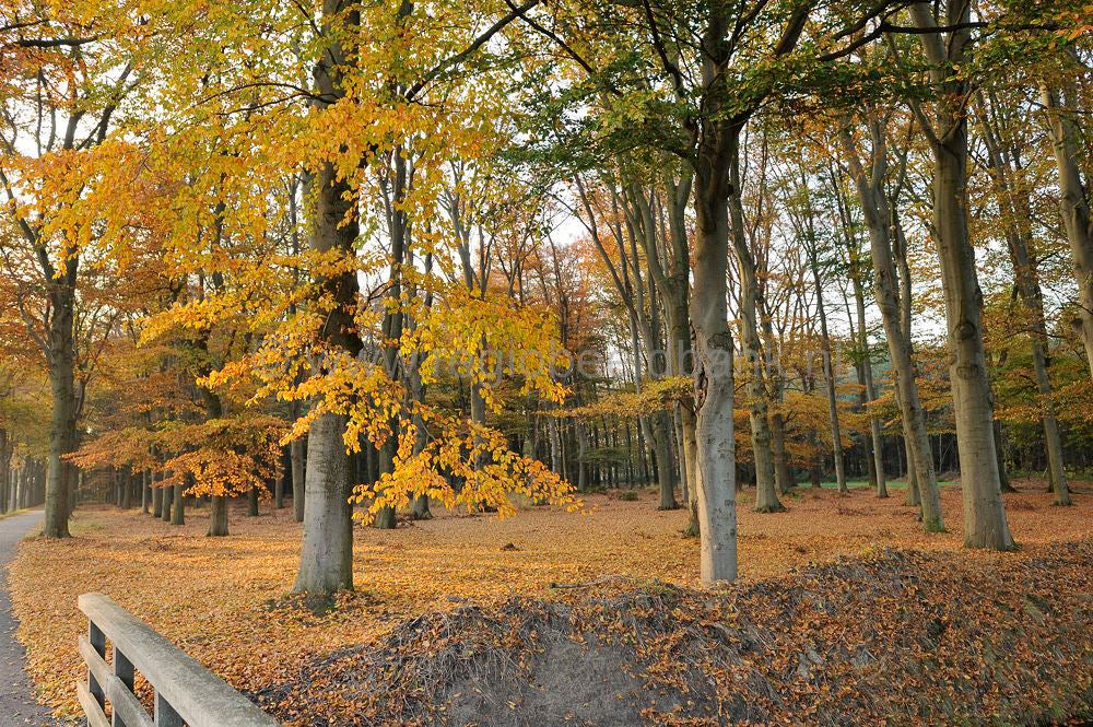 Groot_en_Klein_Orel_016.jpg
