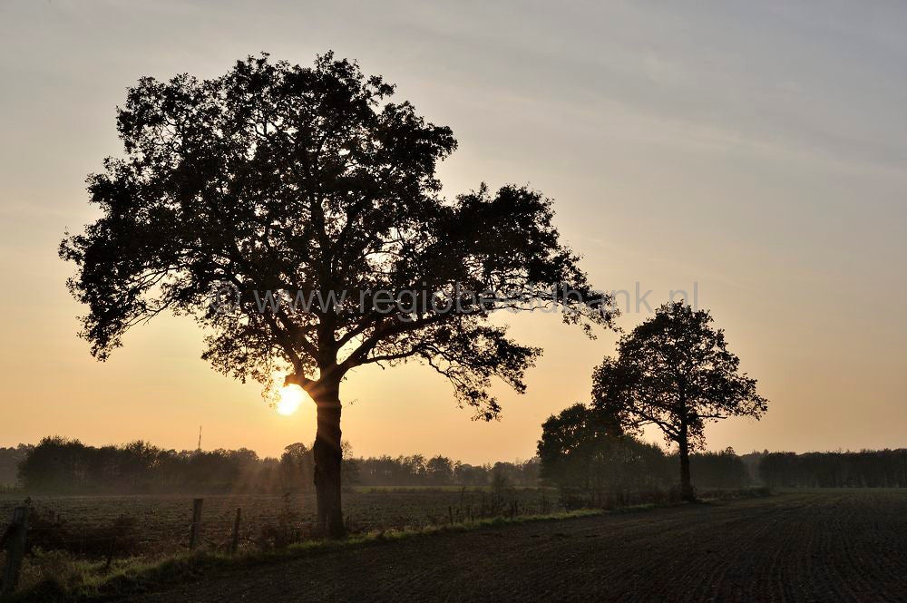 Groot_en_Klein_Orel_026.jpg