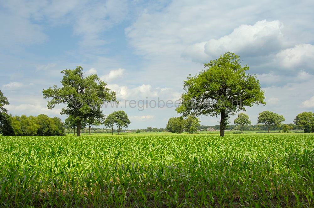 Groot_en_Klein_Willaer_013.jpg