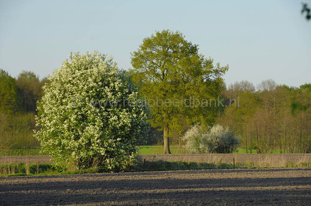 Groot_en_Klein_Willaer_015.jpg