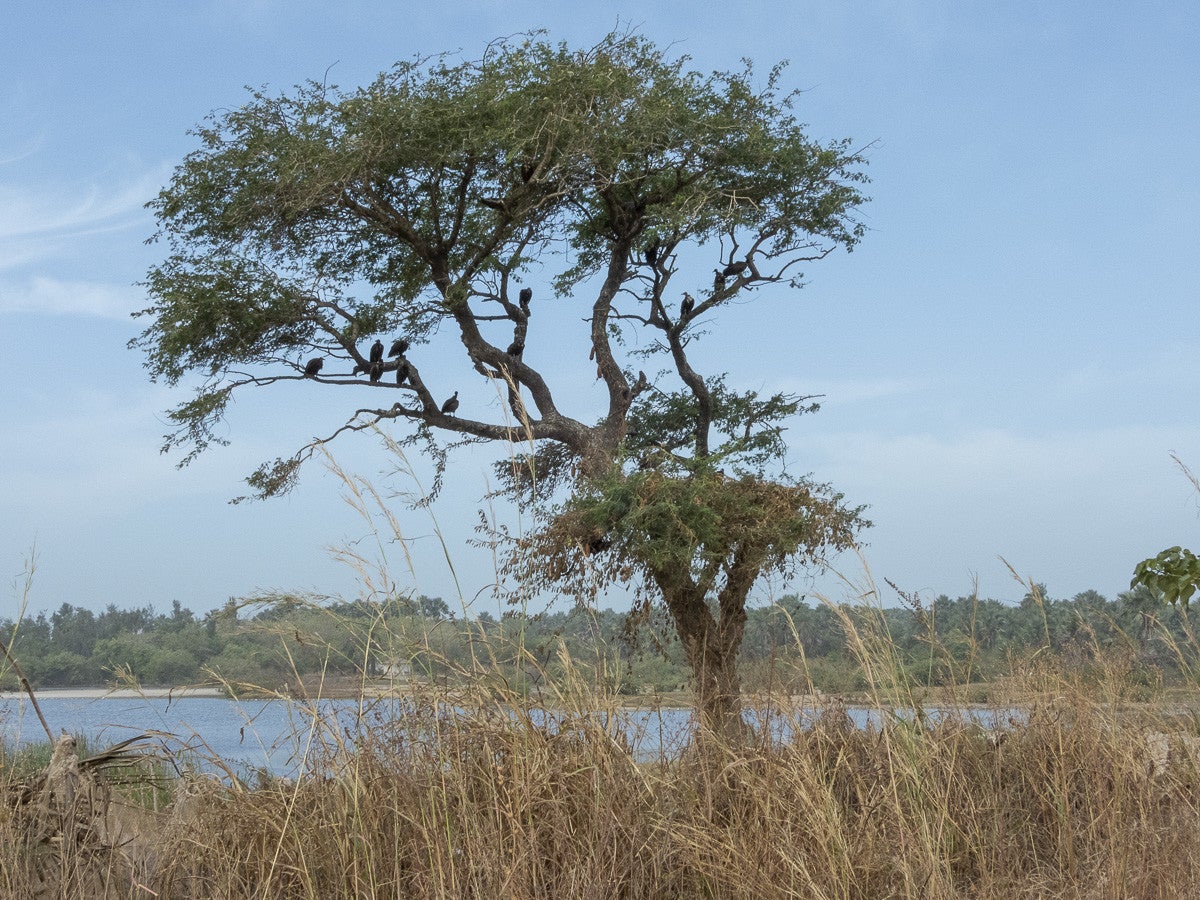GunjurBolongFootpath_1839.jpg