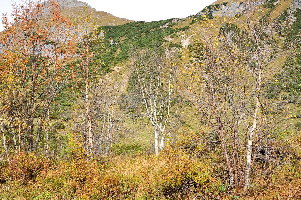 Hahntennjoch