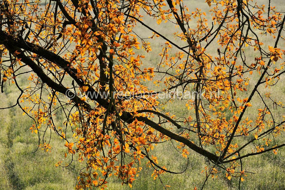 Hamarithapad_029.jpg