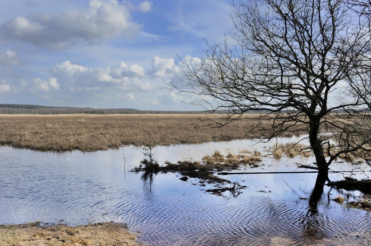 Heidebeek - Hoge Veluwe