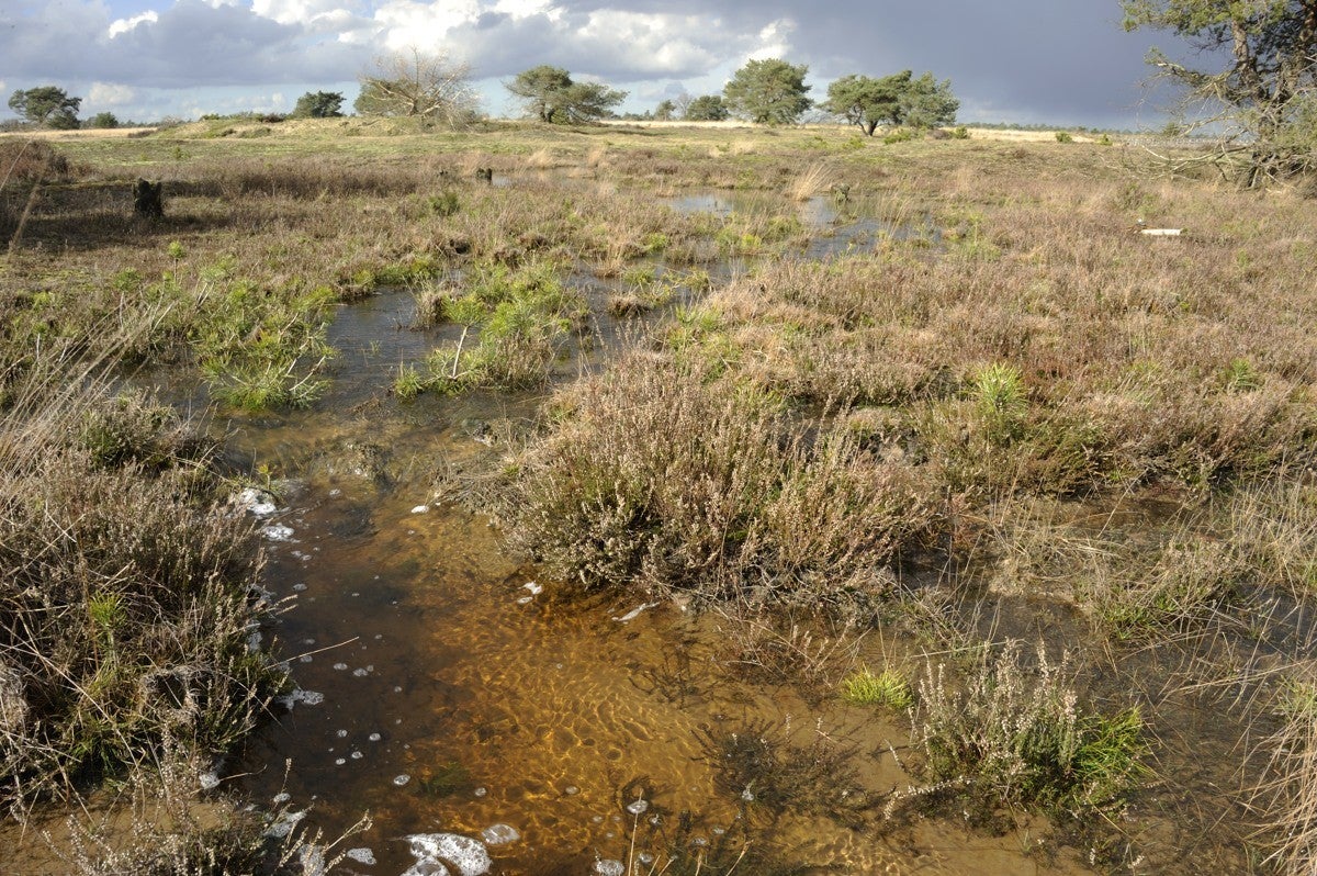 Heidebeek_HV_013.jpg