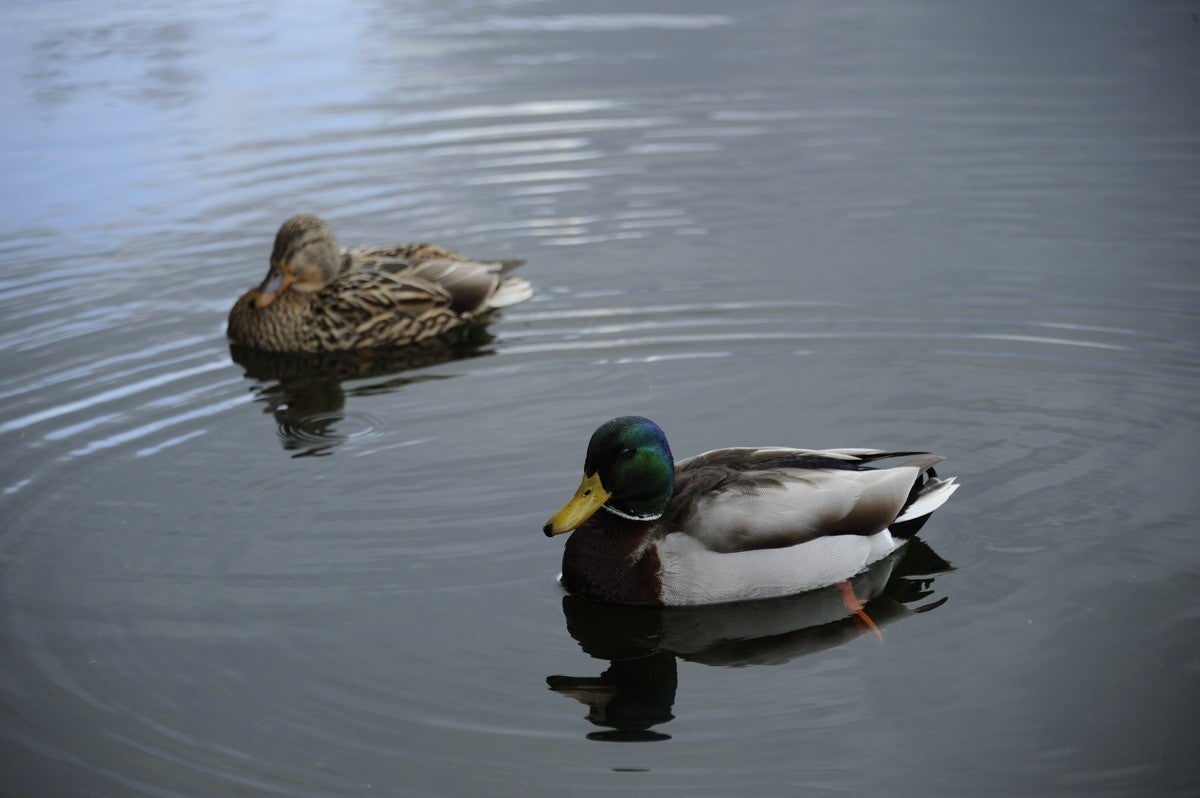 Heidebeek_HV_031.jpg