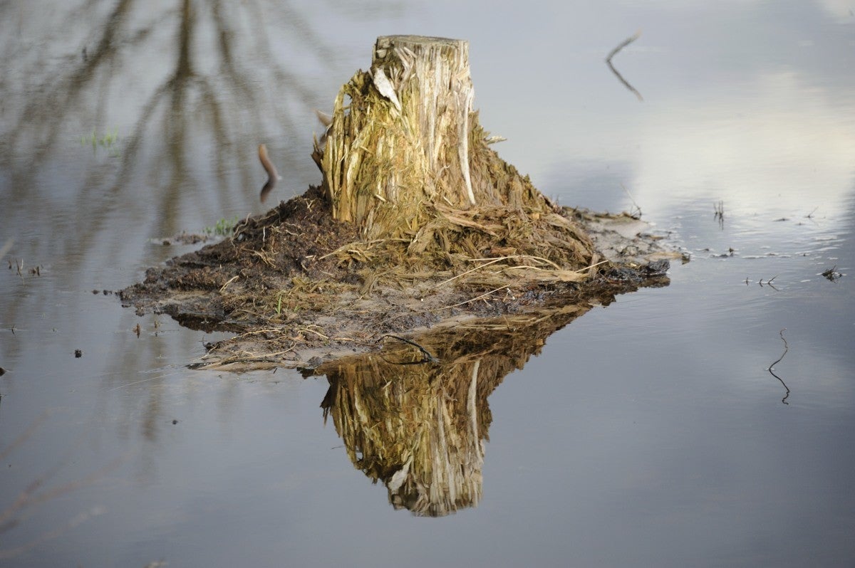 Heidebeek_HV_035.jpg