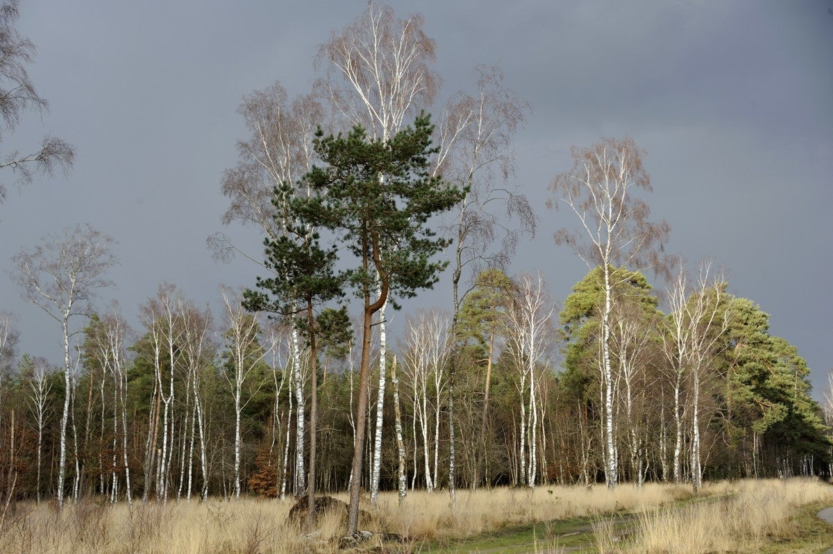 Heidebeek_HV_039.jpg
