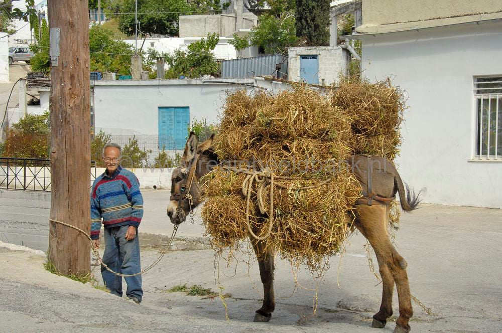 Donkeys and people
