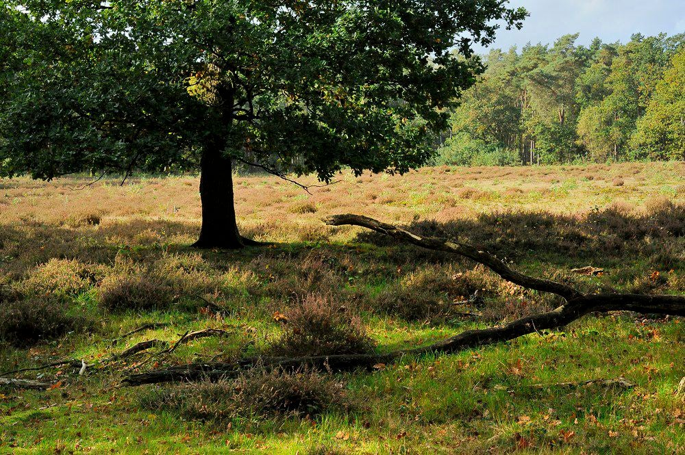 Herfst_2017_099.jpg