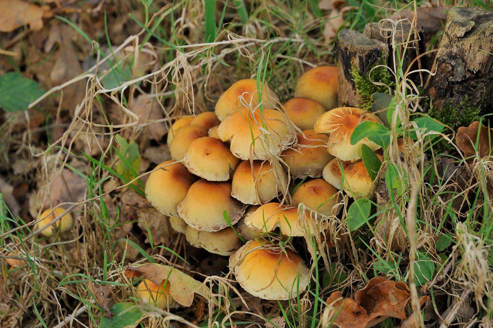 Herfst_2017_106.jpg