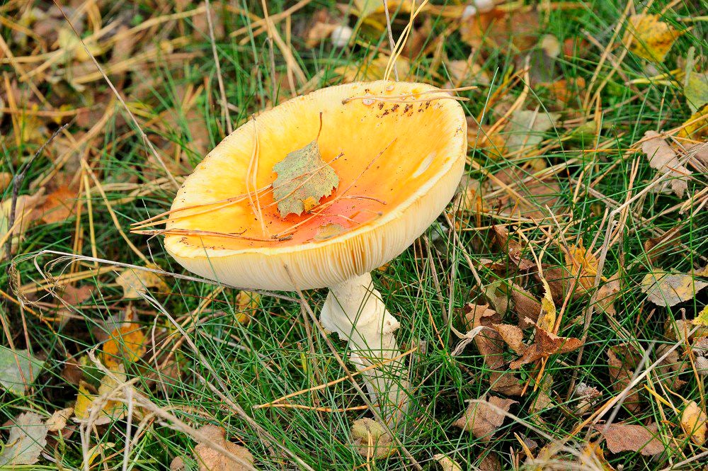 Herfst_2017_108.jpg
