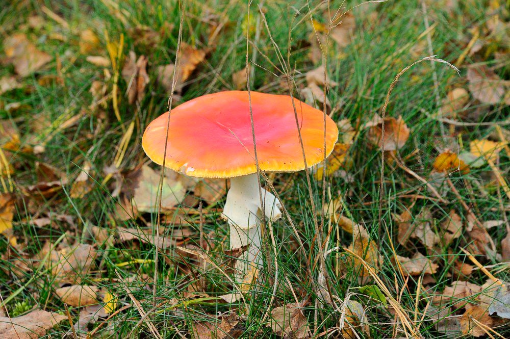 Herfst_2017_112.jpg