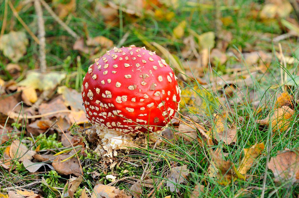 Herfst_2017_114.jpg