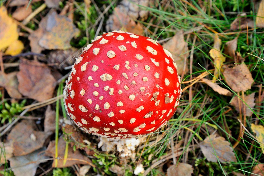 Herfst_2017_116.jpg