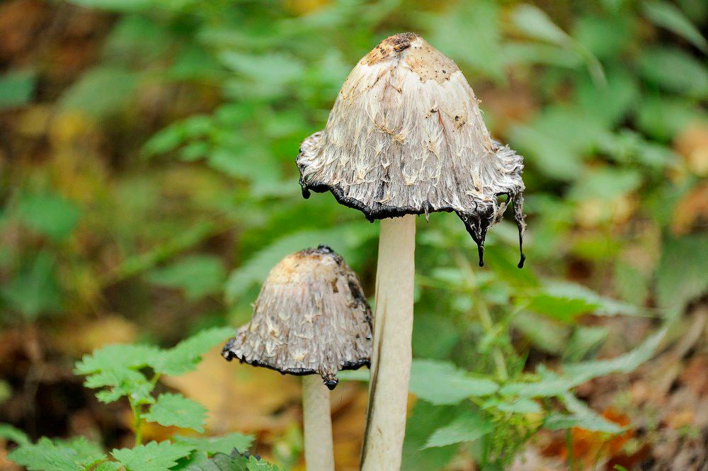 Herfst_2017_118.jpg