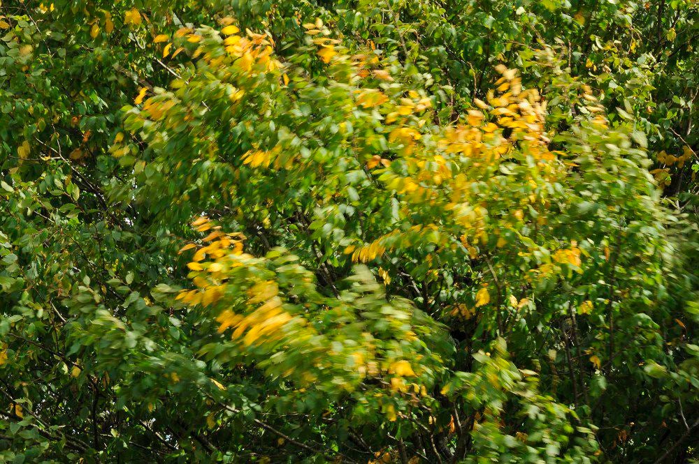 Herfst_2017_131.jpg