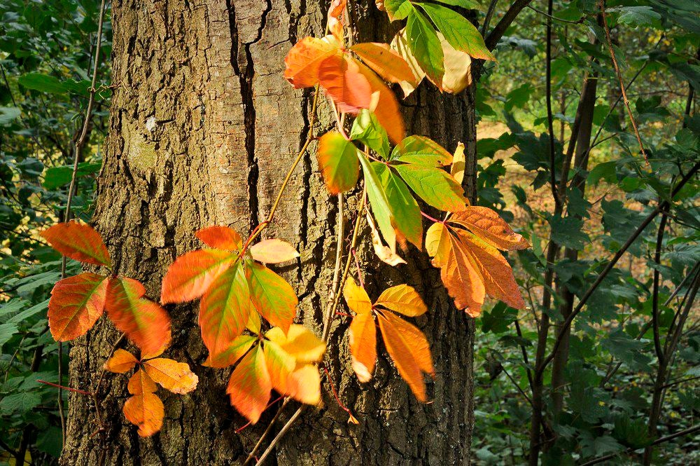 Herfst_2017_133.jpg