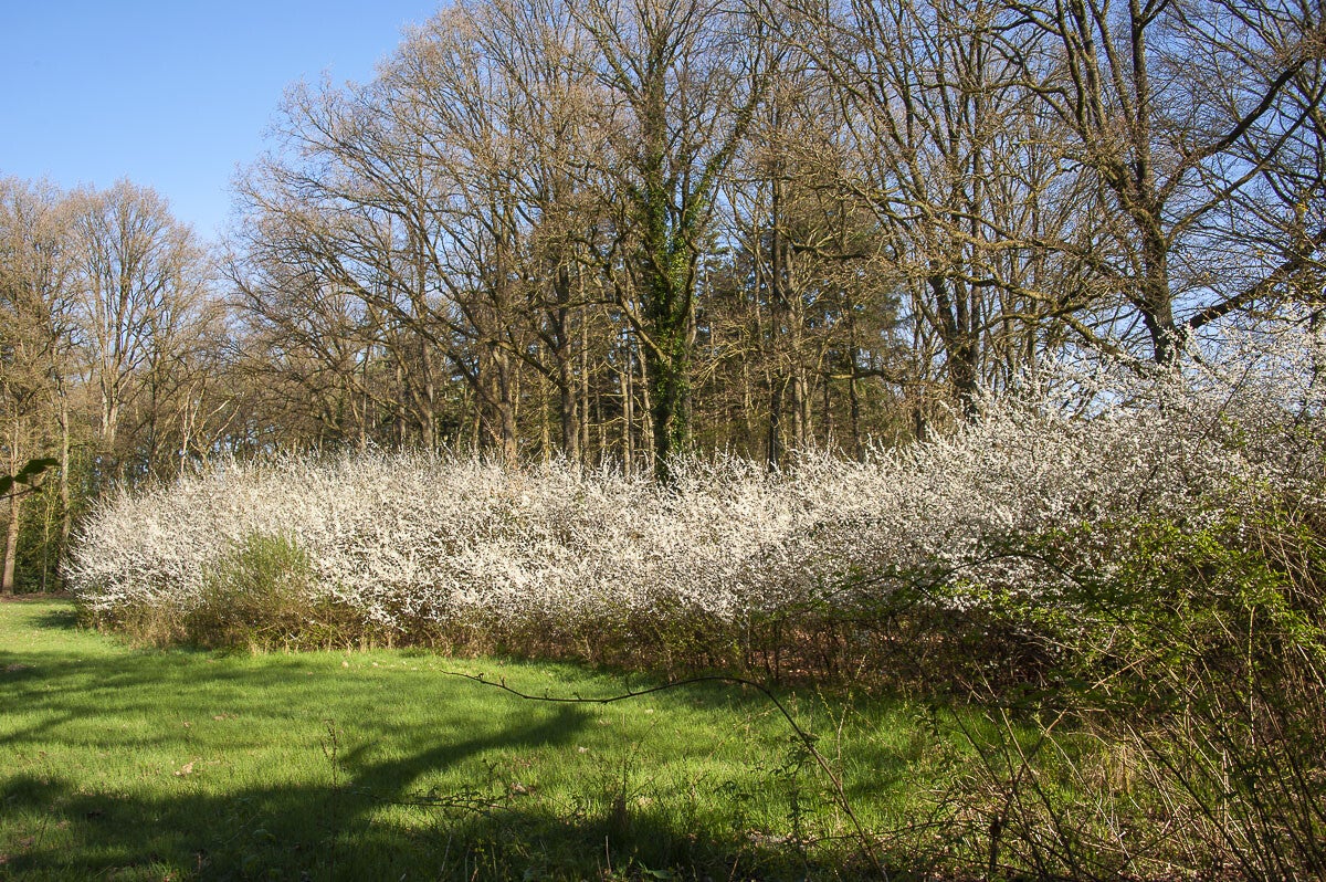 Hoenwaardsepad_029-1.jpg