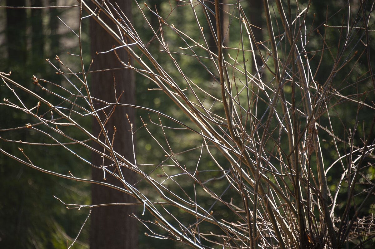 Hoenwaardsepad_039-1.jpg