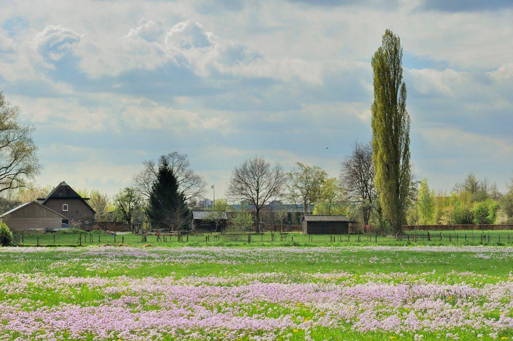 Holhorsterpad_007.jpg