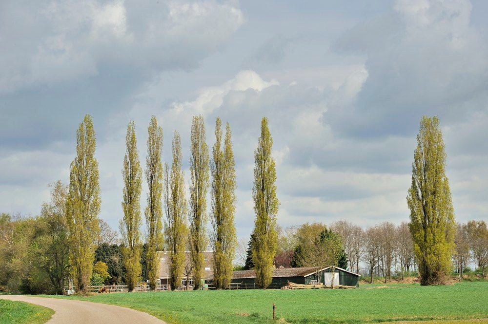 Holhorsterpad_010.jpg