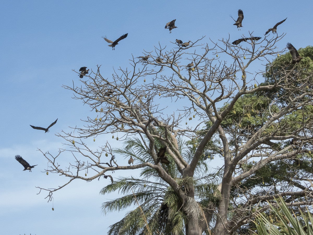 HoodedVulture_1861.jpg