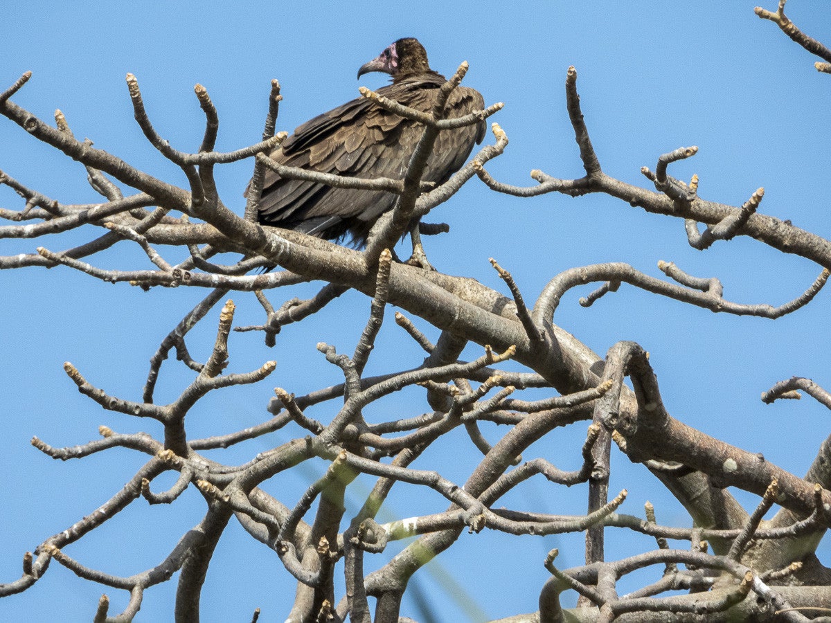 HoodedVulture_1875.jpg