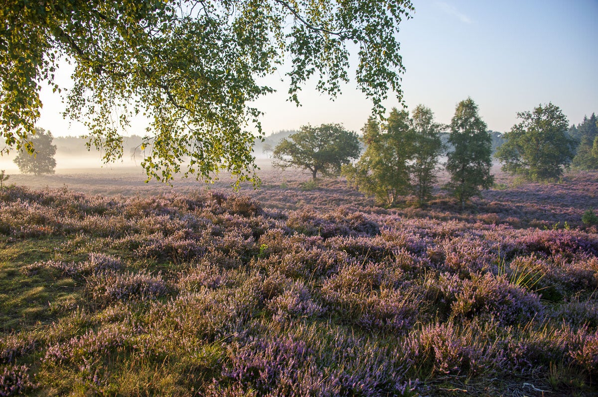 Horsthoekerpad_004.jpg