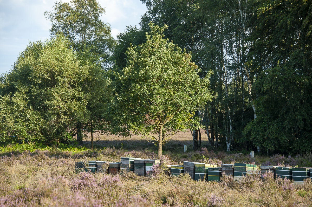 Horsthoekerpad_023.jpg