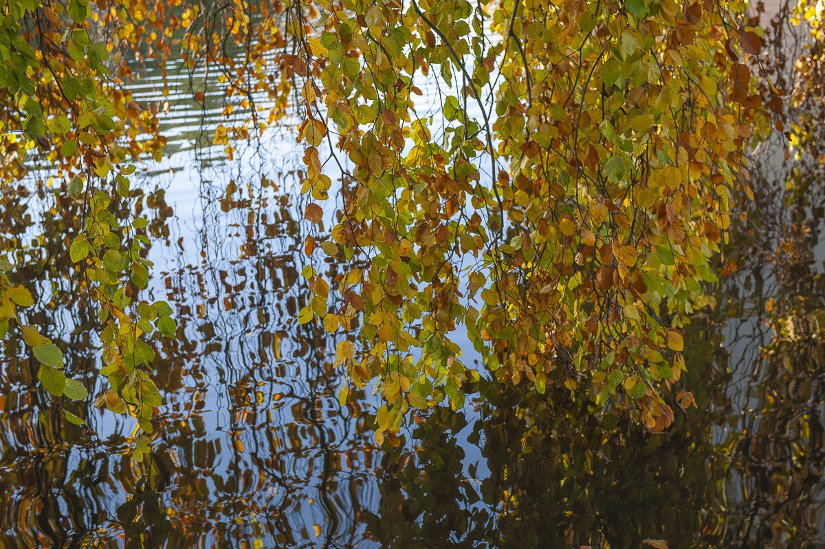 ICM_029.jpg