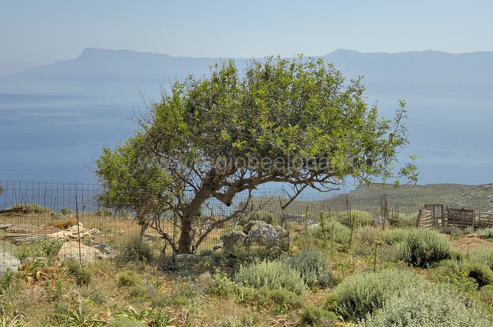 Kaliviana_Balos_0674a.jpg