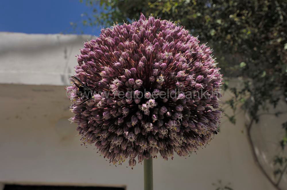 Kantanos_Sougia_0952.jpg