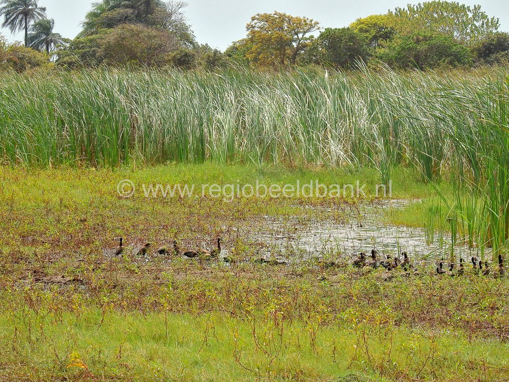 Kartong_Birds_0618.jpg