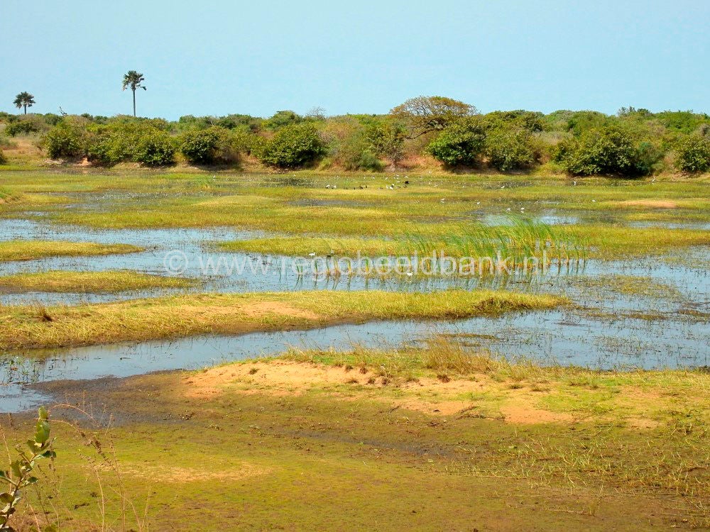 Kartong Landscape