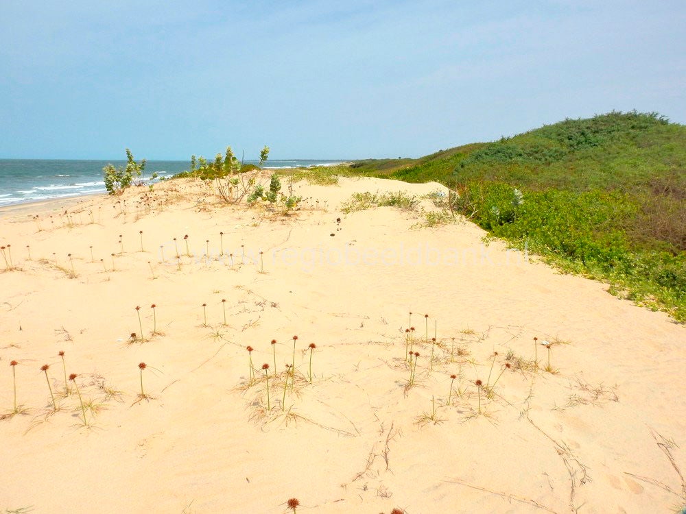 Kartong_Landscape_0648.jpg