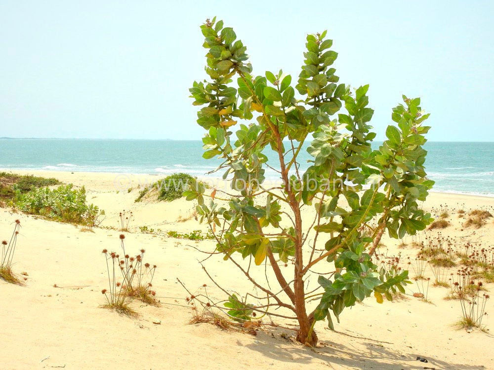 Kartong_Landscape_0651.jpg