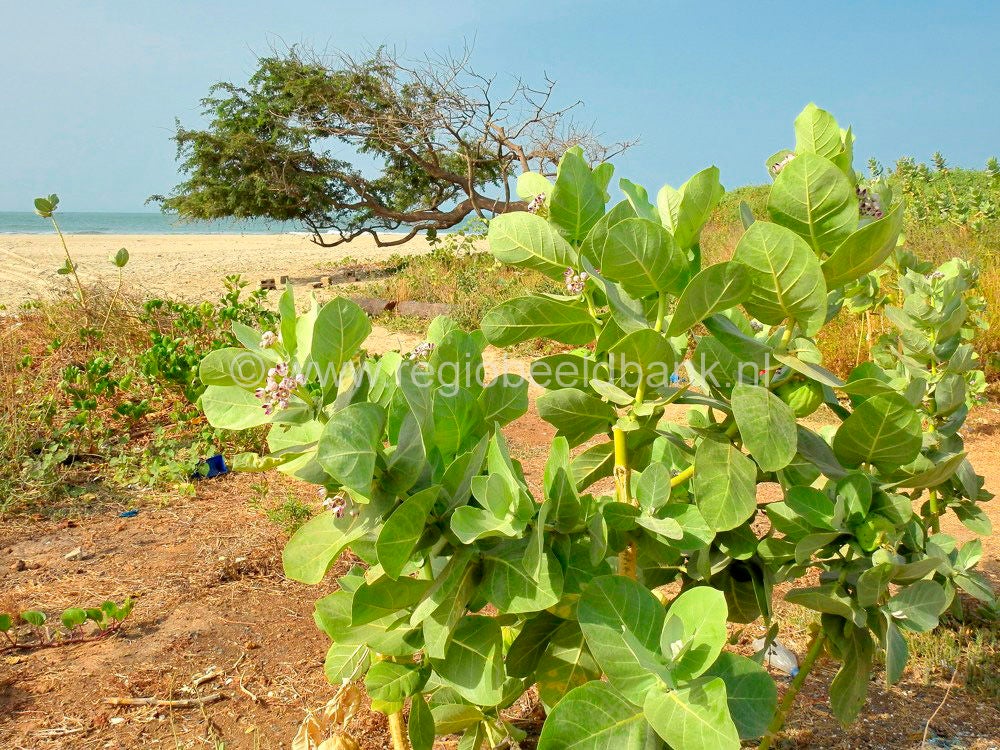 Kartong_Landscape_0681.jpg
