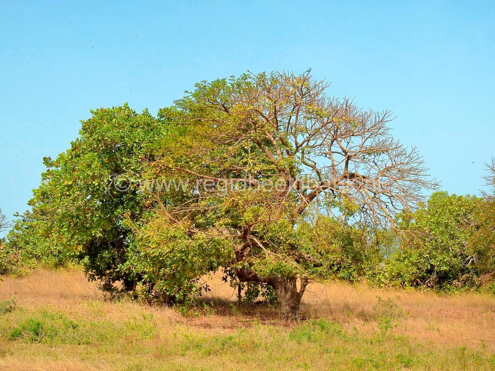 Kartong_Landscape_0683.jpg