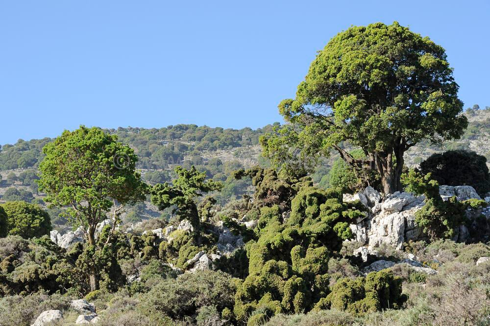 Katharo