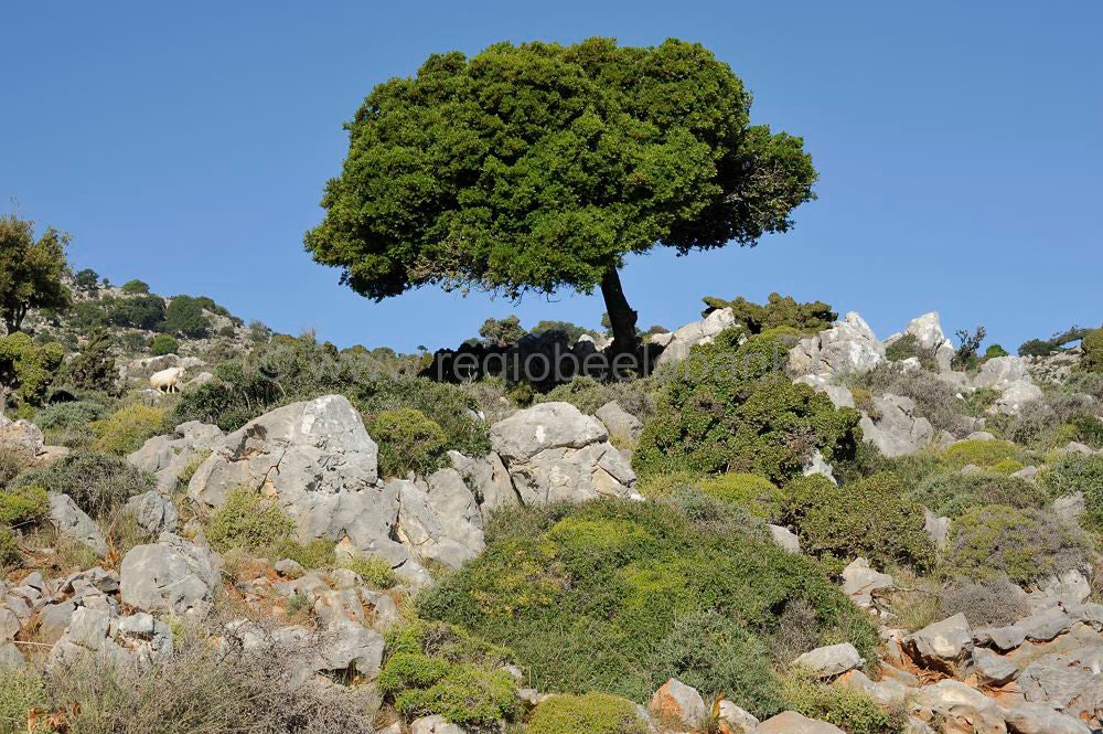 Katharo_507.jpg