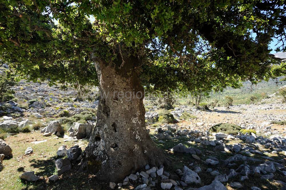 Katharo_522.jpg