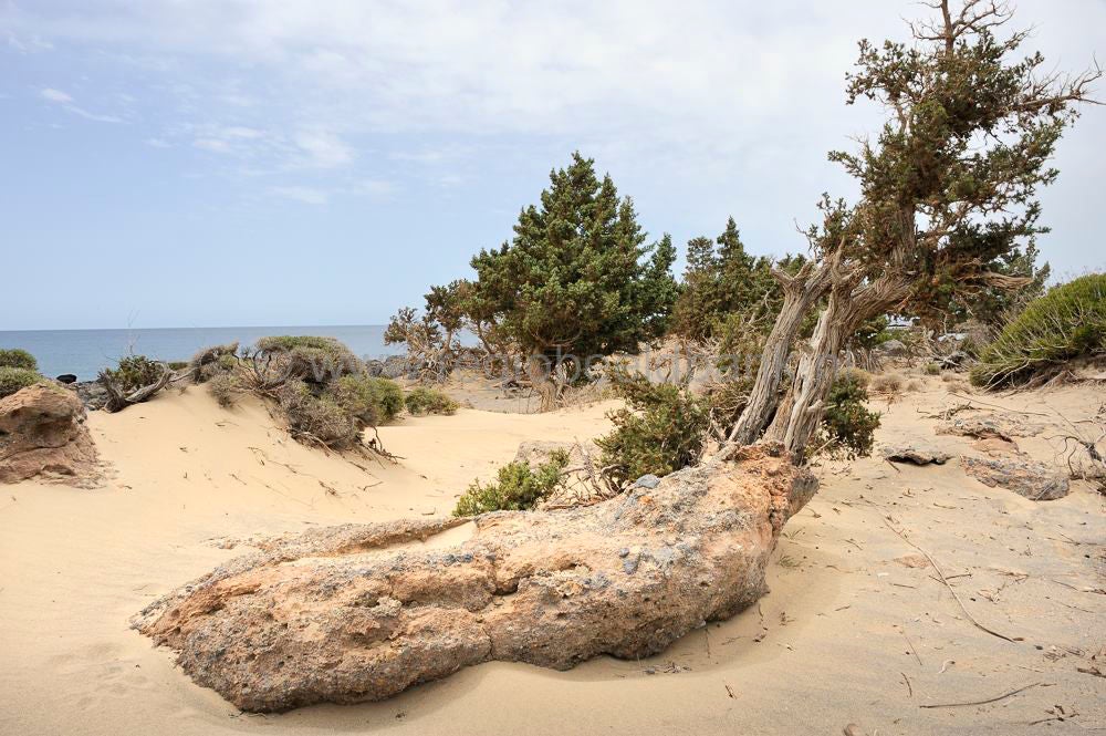 Kedrodasos_018.jpg