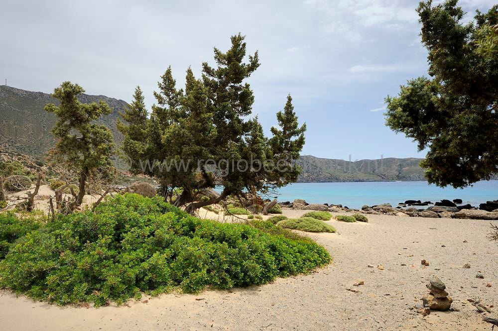 Kedrodasos_026.jpg
