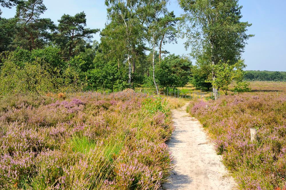 Kelderbos_041.jpg